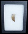 Well Preserved Albertosaurus Tooth - Montana #6947-2